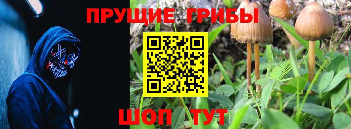Псилоцибиновые грибы Psilocybe  Липецк  Псилоцибиновые грибы Psilocybe 