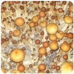 Псилоцибиновые (галлюциногенные)  грибы Psilocybin "Golden Teacher" в Липецке